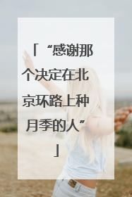 “感谢那个决定在北京环路上种月季的人”