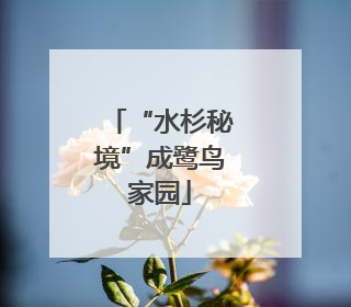 “水杉秘境”成鹭鸟家园