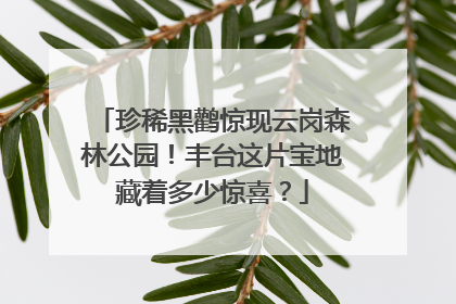 珍稀黑鹳惊现云岗森林公园！丰台这片宝地藏着多少惊喜？