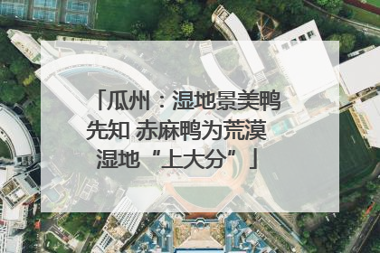 瓜州：湿地景美鸭先知 赤麻鸭为荒漠湿地“上大分”