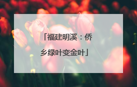 福建明溪：侨乡绿叶变金叶