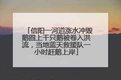 信阳一河道涨水冲毁鹅圈上千只鹅被卷入洪流，当地蓝天救援队一小时赶鹅上岸
