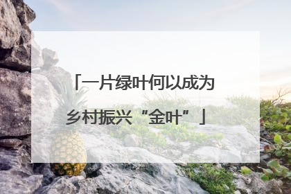 一片绿叶何以成为乡村振兴“金叶”