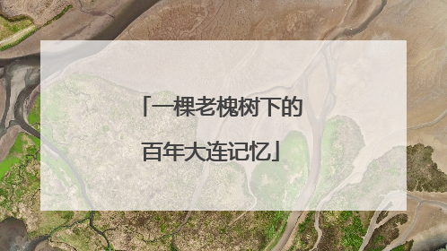 一棵老槐树下的百年大连记忆
