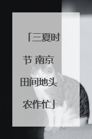 三夏时节 南京田间地头农作忙
