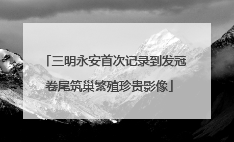 三明永安首次记录到发冠卷尾筑巢繁殖珍贵影像