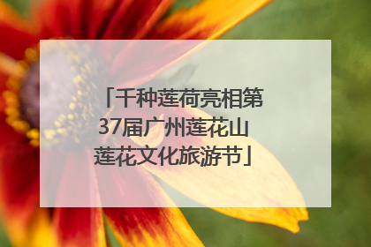 千种莲荷亮相第37届广州莲花山莲花文化旅游节
