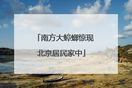 南方大蟑螂惊现北京居民家中