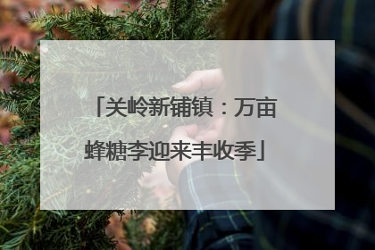 关岭新铺镇：万亩蜂糖李迎来丰收季