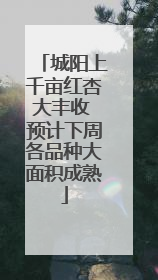 城阳上千亩红杏大丰收 预计下周各品种大面积成熟