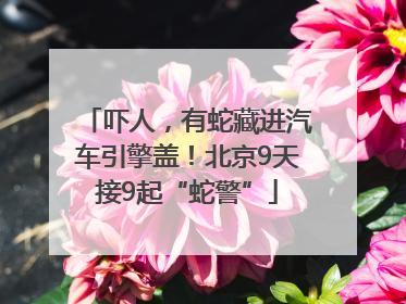 吓人，有蛇藏进汽车引擎盖！北京9天接9起“蛇警”