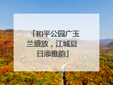 和平公园广玉兰盛放，江城夏日添雅韵