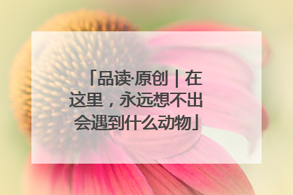 品读·原创｜在这里，永远想不出会遇到什么动物
