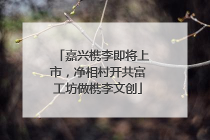 嘉兴槜李即将上市，净相村开共富工坊做槜李文创