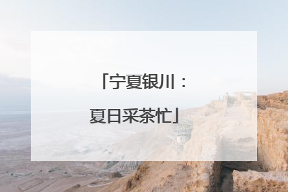宁夏银川：夏日采茶忙
