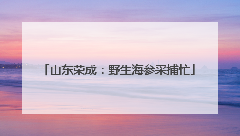 山东荣成：野生海参采捕忙