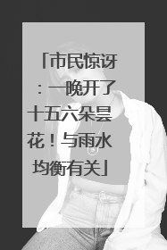 市民惊讶：一晚开了十五六朵昙花！与雨水均衡有关