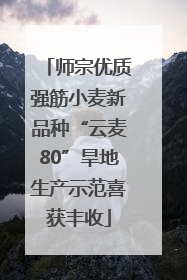 师宗优质强筋小麦新品种“云麦80”旱地生产示范喜获丰收