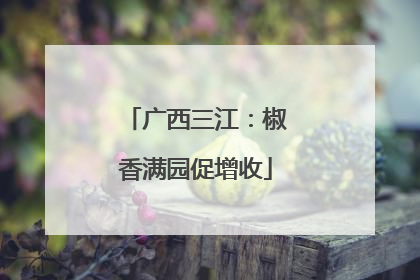广西三江：椒香满园促增收