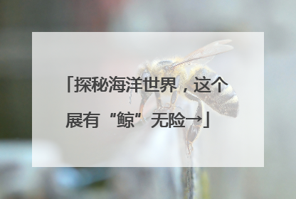 探秘海洋世界，这个展有“鲸”无险→