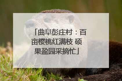 曲阜彭庄村：百亩樱桃红满枝 硕果盈园采摘忙