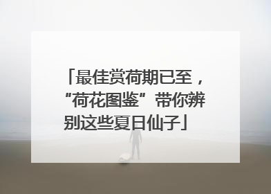 最佳赏荷期已至，“荷花图鉴”带你辨别这些夏日仙子