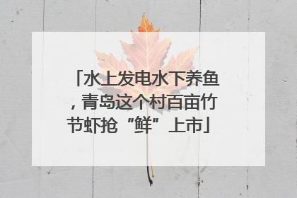 水上发电水下养鱼，青岛这个村百亩竹节虾抢“鲜”上市