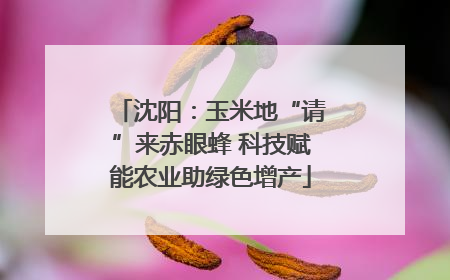 沈阳：玉米地“请”来赤眼蜂 科技赋能农业助绿色增产