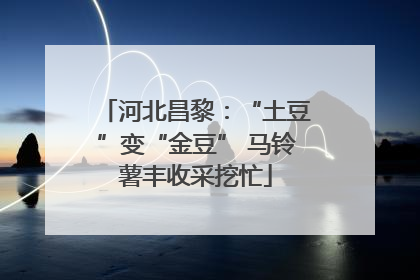 河北昌黎：“土豆”变“金豆” 马铃薯丰收采挖忙
