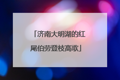 济南大明湖的红尾伯劳登枝高歌