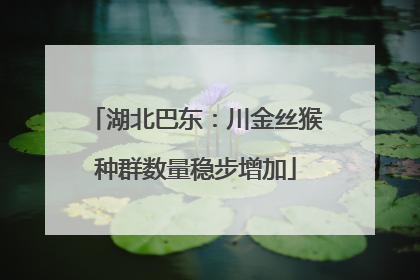 湖北巴东：川金丝猴种群数量稳步增加