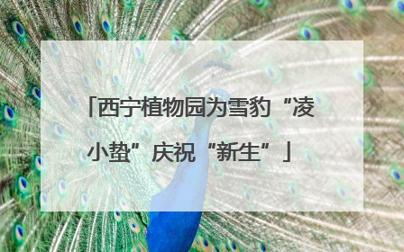 西宁植物园为雪豹“凌小蛰”庆祝“新生”