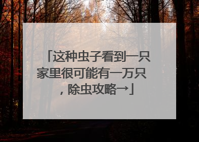 这种虫子看到一只家里很可能有一万只，除虫攻略→