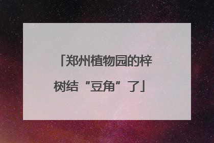 郑州植物园的梓树结“豆角”了
