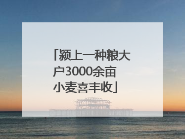 颍上一种粮大户3000余亩小麦喜丰收