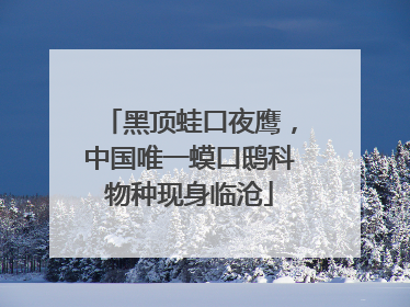 黑顶蛙口夜鹰，中国唯一蟆口鸱科物种现身临沧