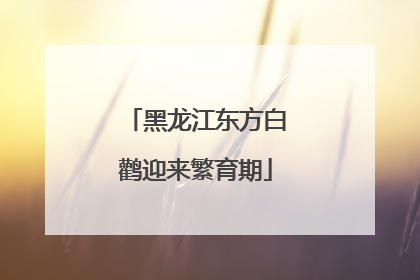 黑龙江东方白鹳迎来繁育期