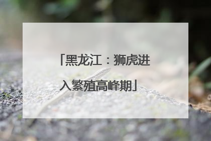 黑龙江：狮虎进入繁殖高峰期