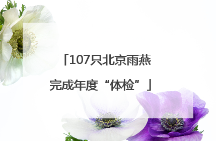107只北京雨燕完成年度“体检”